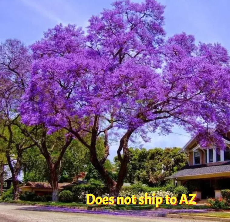 Jacaranda Tree Live Plant Purple Mimosifolia 1 Gal Pot 1-2 FT Overall Height