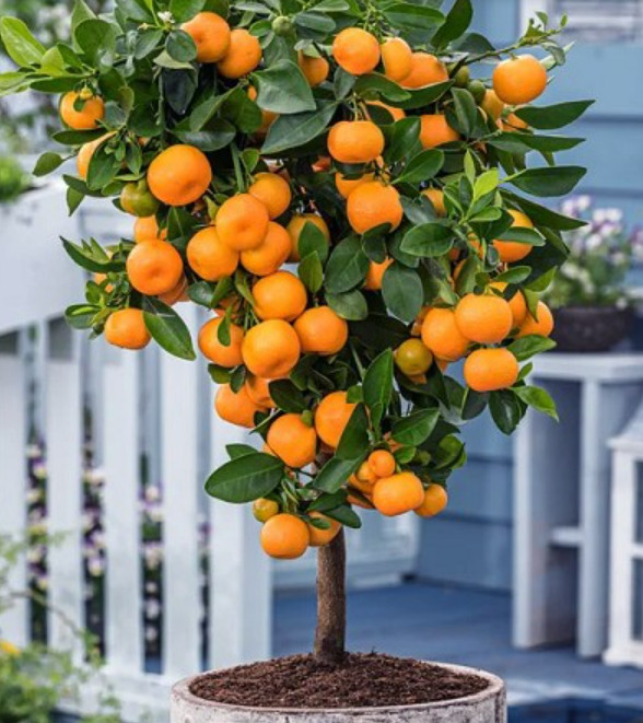 Live Panama Orange Tree – 4″ x 12″ Grower Pot – No Shipping to CA, FL, TX, AZ