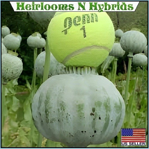 2,500+ The Giant, “Rattler” Papavear Somniferum Giganteum Poppy Seeds Huge Pods
