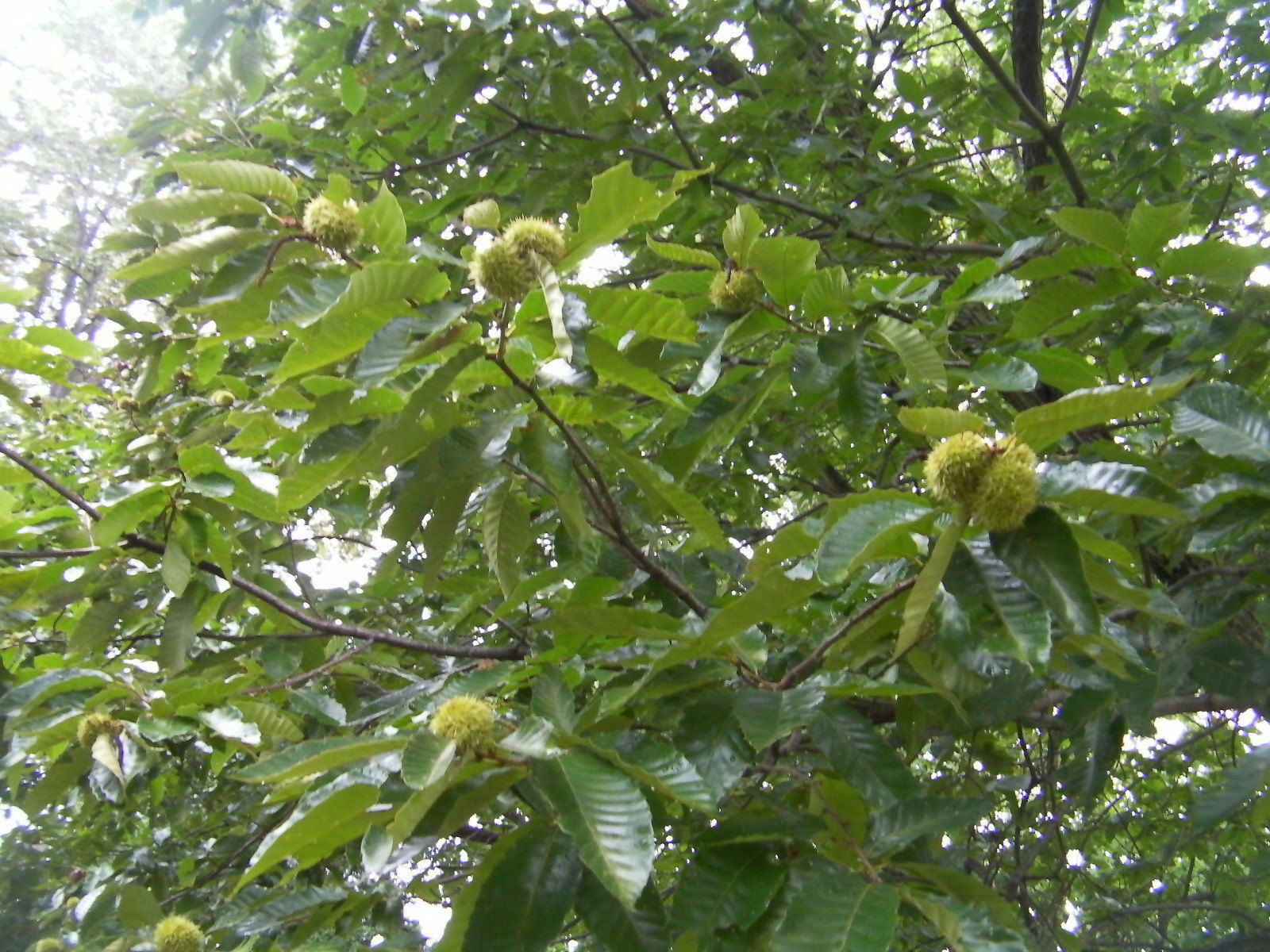4+2 cutting of organic Dunstan American-Chinese disease resistant chestnut