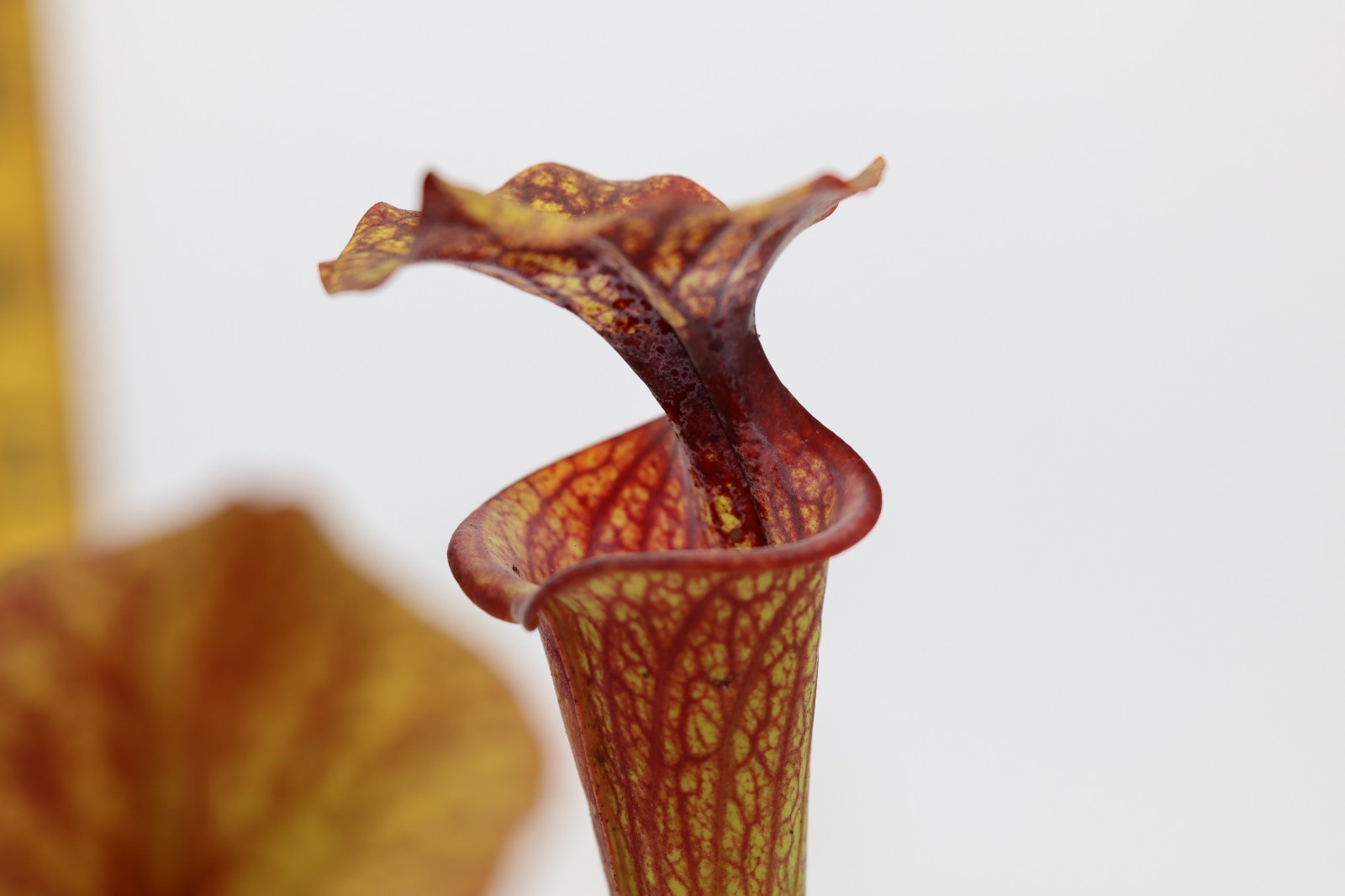 Sarracenia – Unknown – Seed Grown