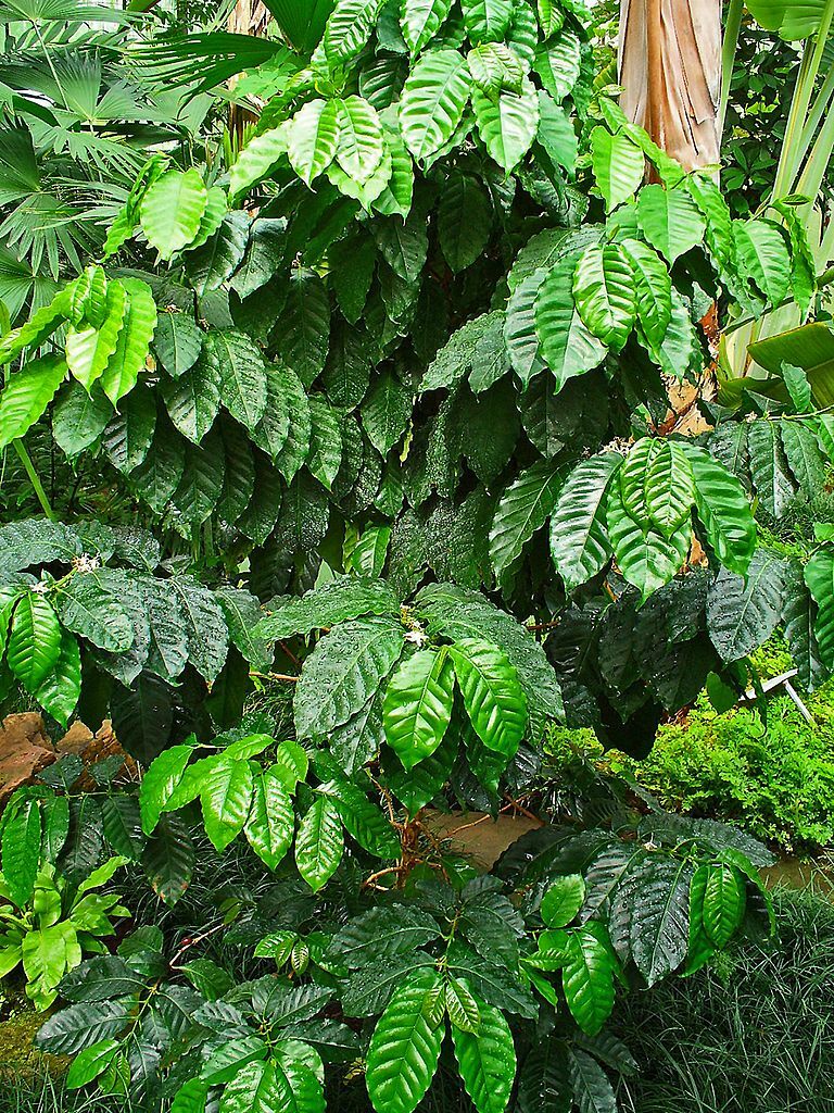 Arabian Coffee Shrub, Coffea arabica, Seeds (Showy, Edible, Evergreen, Fragrant)