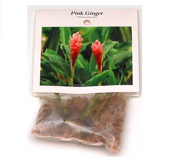 Pink Hawaiian Ginger Plant (Alpinia purpurata) Roots 2 Pack