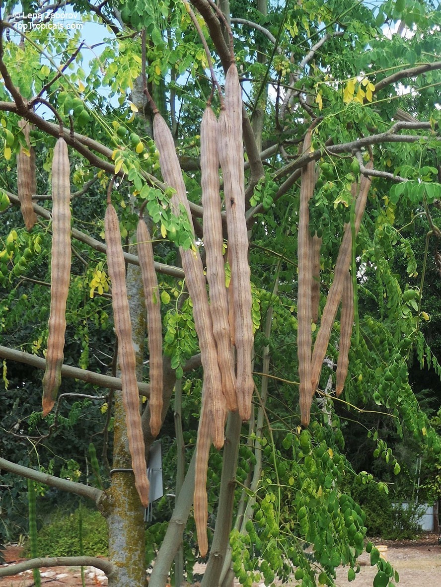 Moringa Tree 15″- 25″+ Moringa Oleifera live Miracle Tree Plant