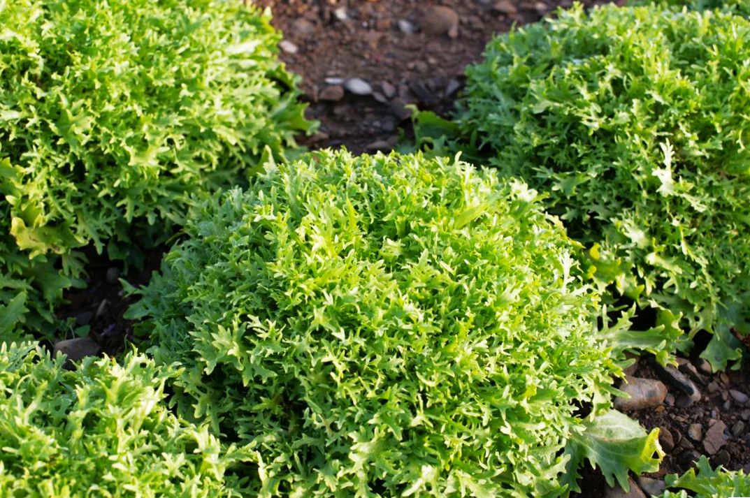 Tres Fine Endive Seeds | Frisee Thin Leaf Escarole Chicory 2024 Fast Shipping