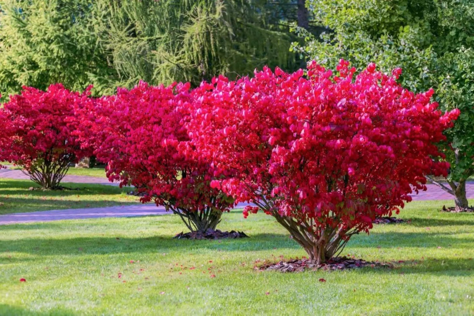 Dwarf Burning Bush Live Plant Well Rooted 1-4 yo Shrub (Euonymus Alatus) Plants