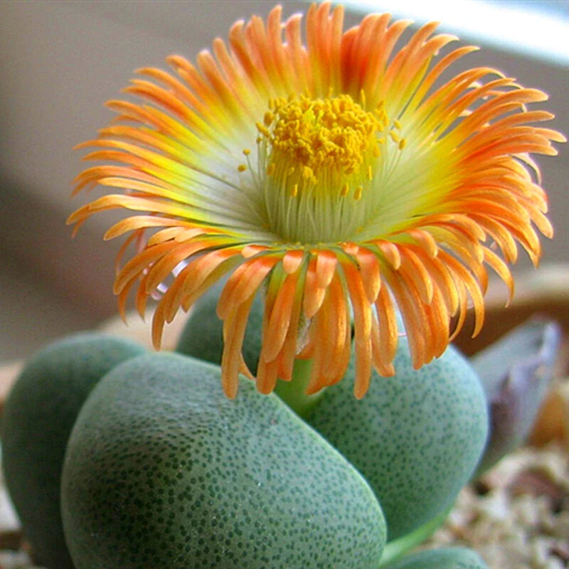 Lithops bonsai Living Stones Flower Succulent Cactus 100pcs/pack Mixed