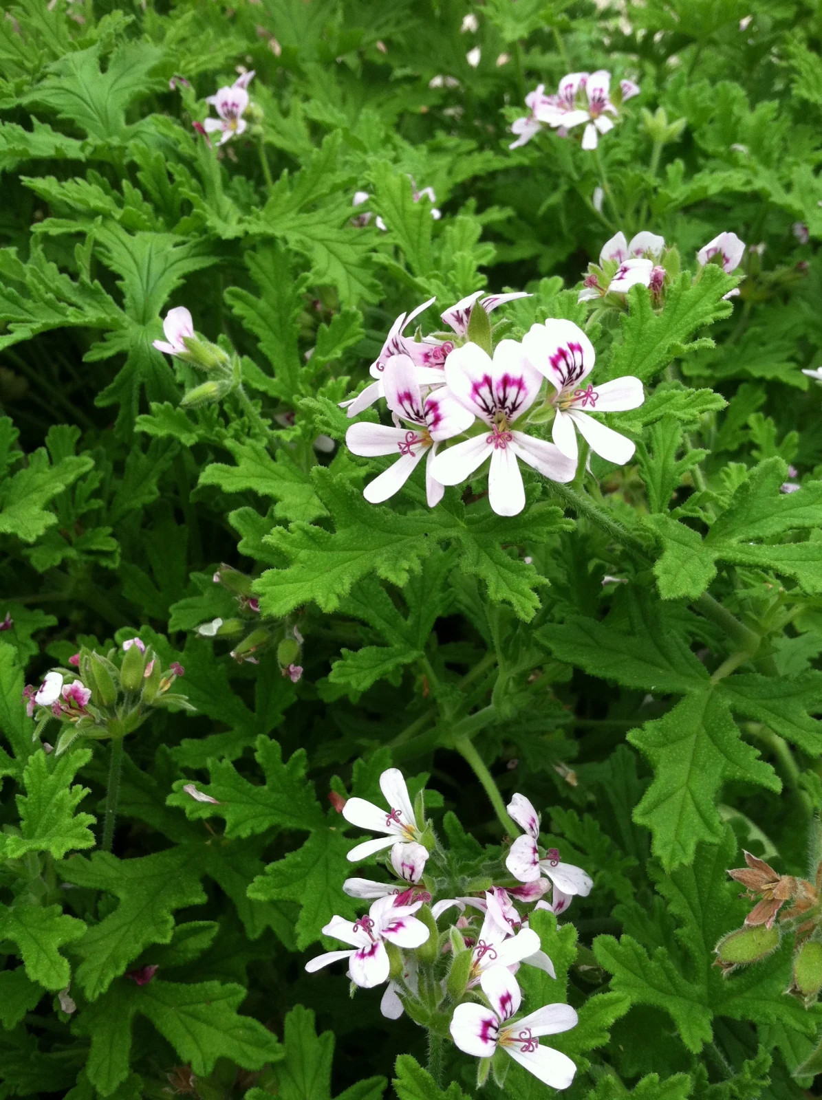4 – MOSQUITO PLANTS (Citronella Scented Geranium) (4) 2 inch pots with Free Ship
