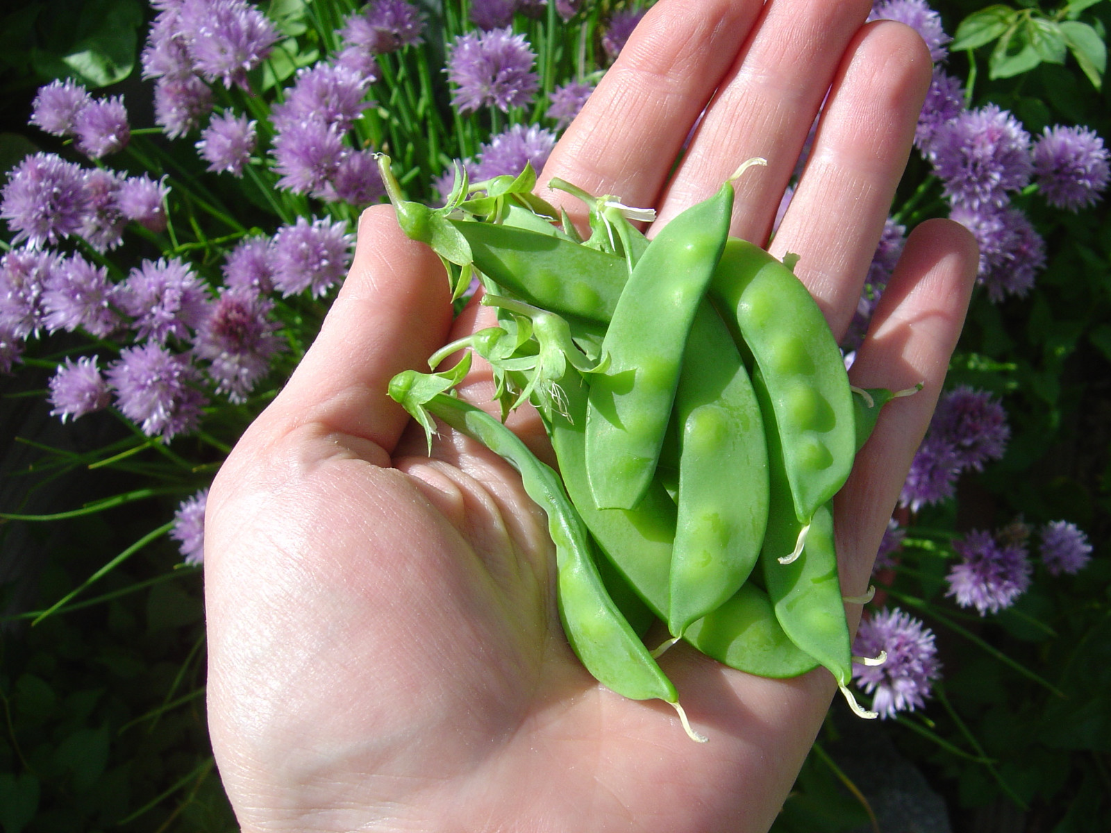 SUGAR SNOW PEA SEEDS * 50 COUNT PKT . * DWARF * TENDER * SWEET *