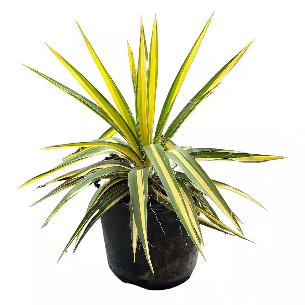 10 In. Color Guard Yucca Shrub with Creamy White Flowers