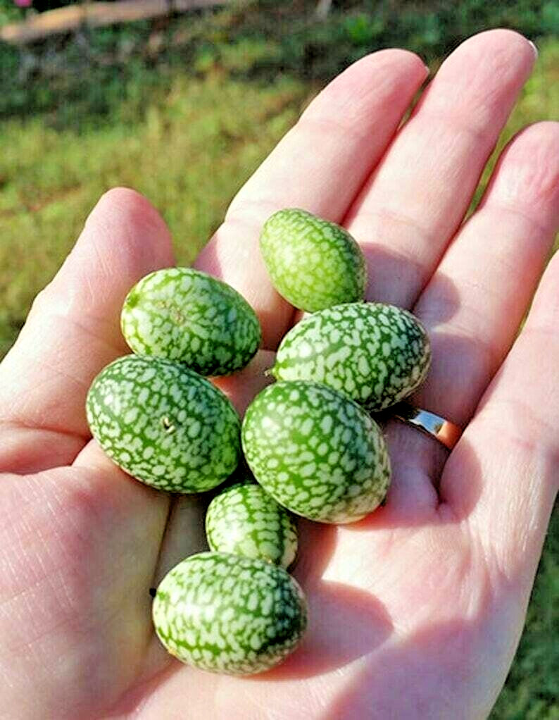 15 Mexican miniature watermelon Seeds – Melothria scabra