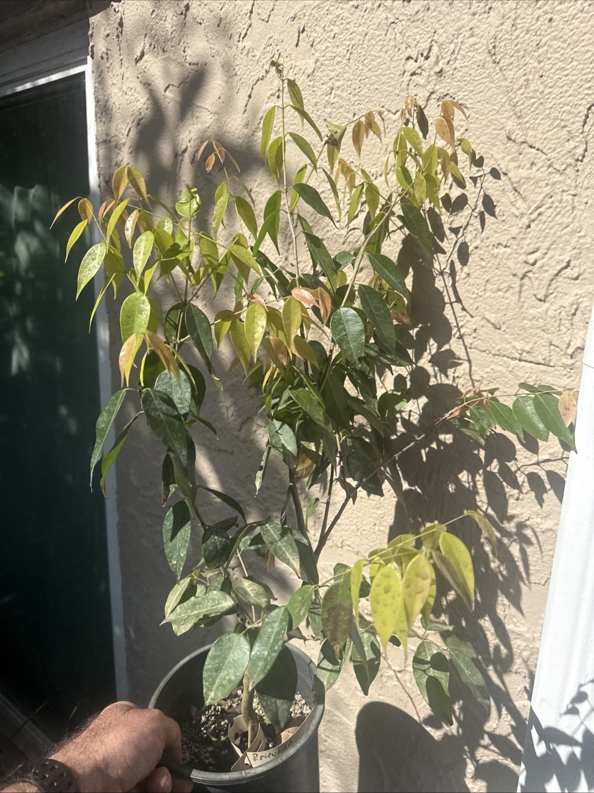 Plinia rivularis Large Seedling 5+ Yrs