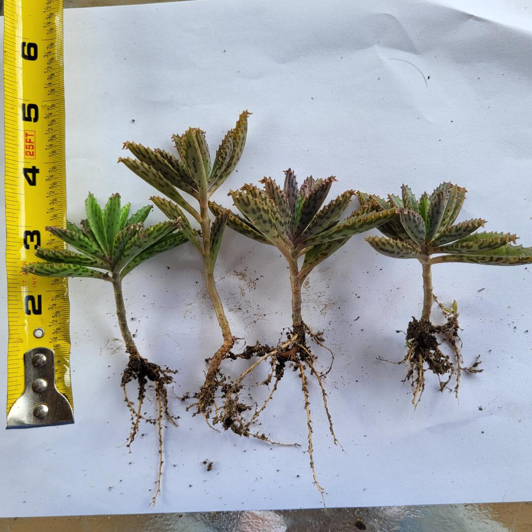 Four 2″- 3″ Kalanchoe Live Mother of Thousands (Alligator Plants) bare root .