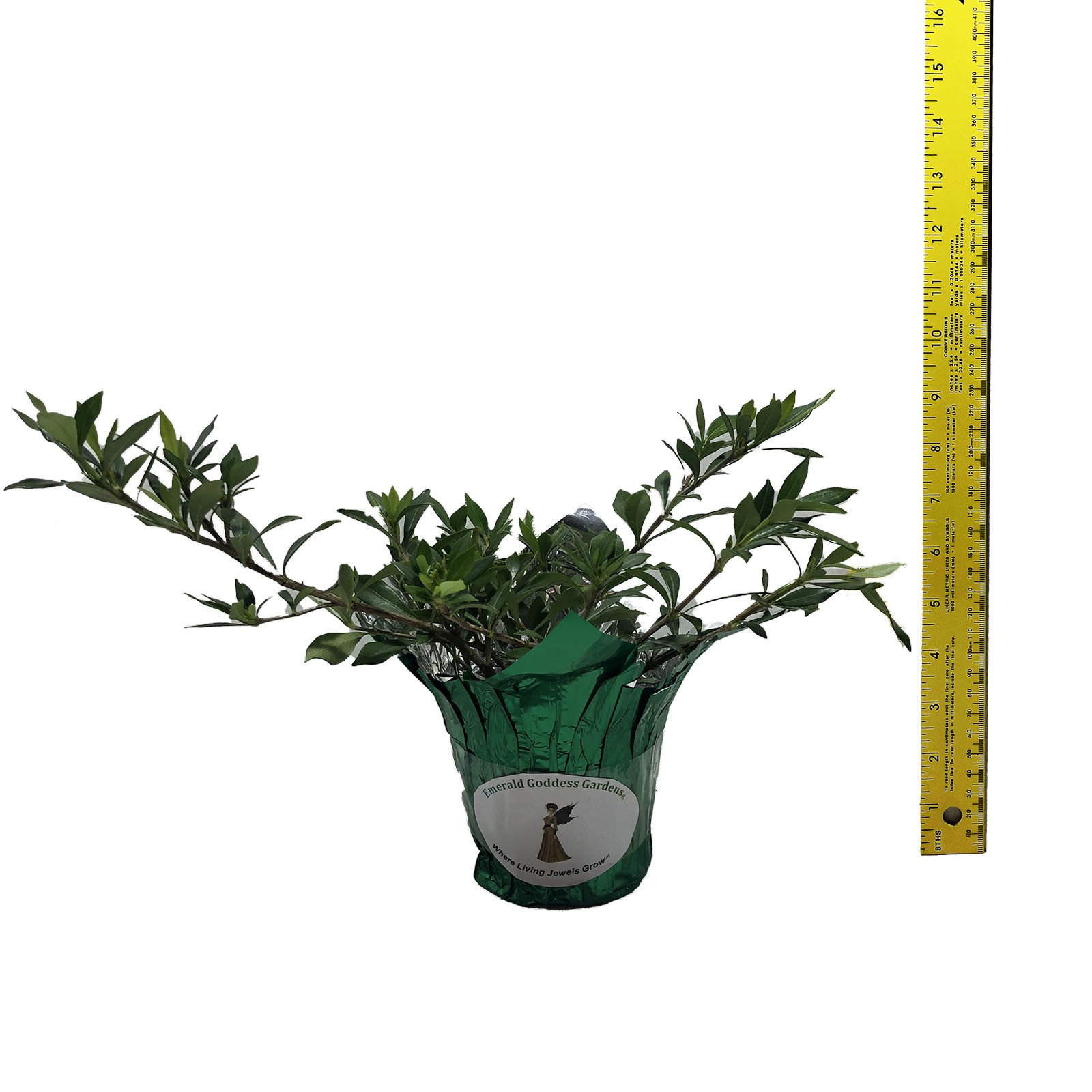 DWARF RADICANS Miniature Gardenia Live Plant Low Grower Fragrant White Flower