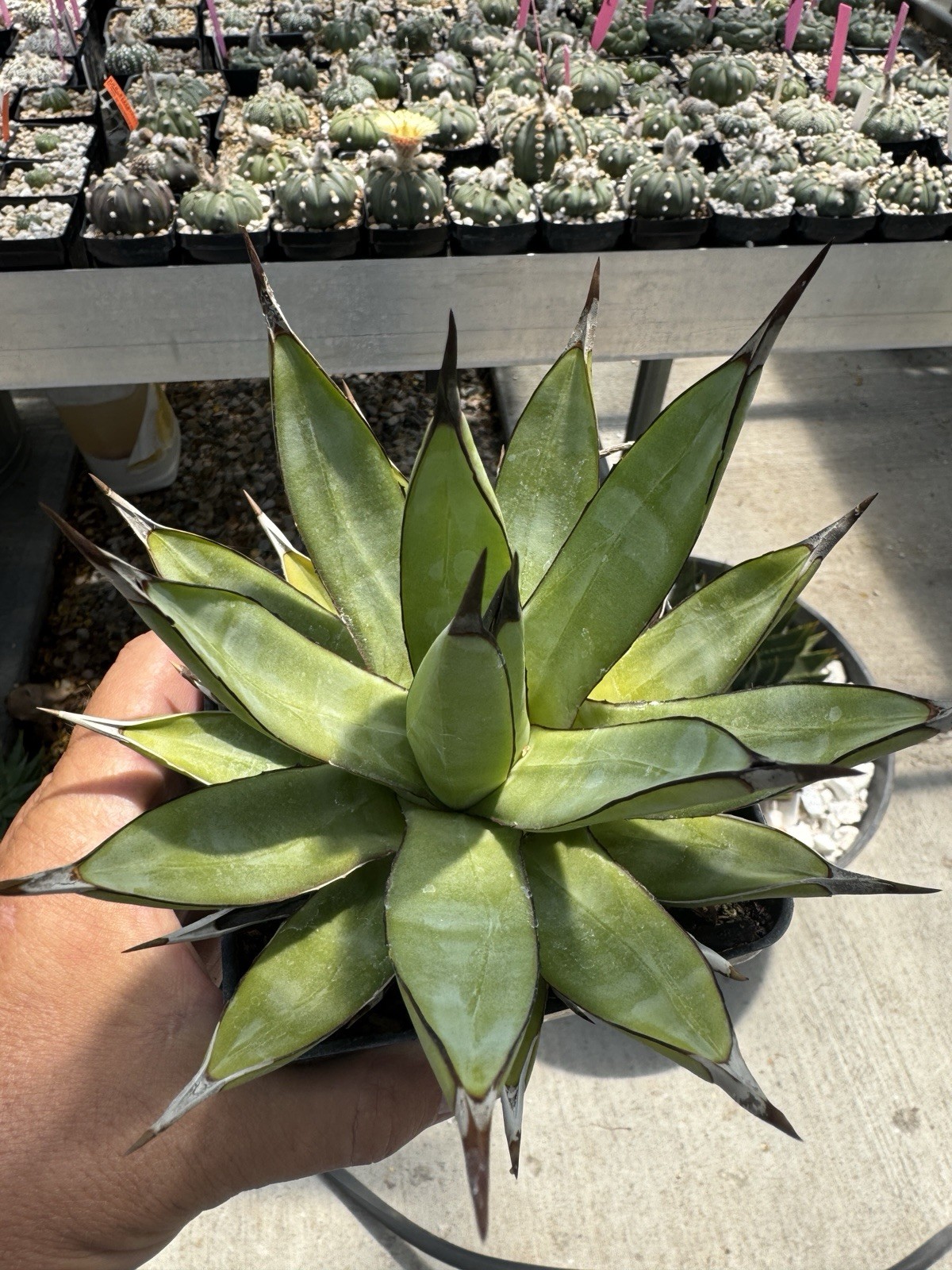 Agave “Little Shark” Succulent Live Plant Cactus