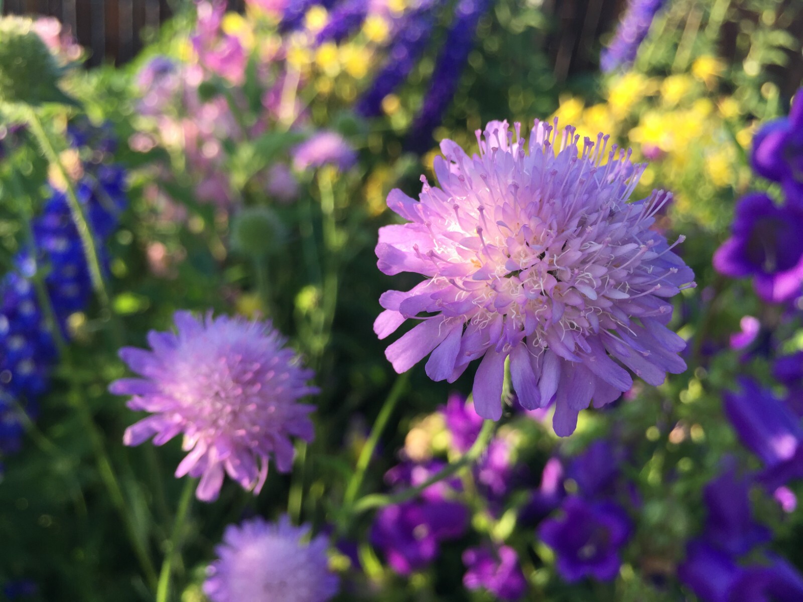 100 seeds Pincushion Flower Scabiosa Purple Blue Perennial organic +gift