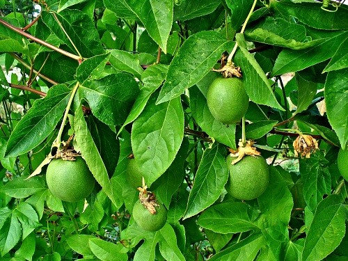 ~~MAYPOP PASSIFLORA~~Starter Plant~~Passiflora Incarnata~~BUTTERFLY HEAVEN!