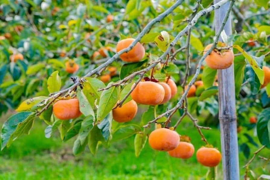 SUPER SWEET RARE FUYU JAPANESE PERSIMMON – 3 cuttings for rooting or grafting