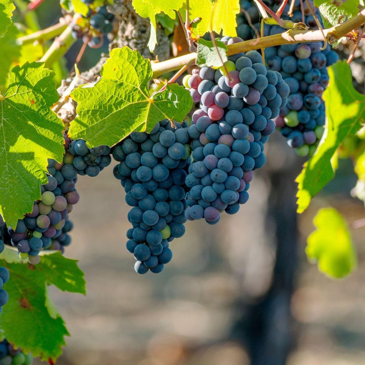 200+ Grape Tree Seeds for Planting Outdoor Bonsai-Sweet Grape Fruit Plant in …
