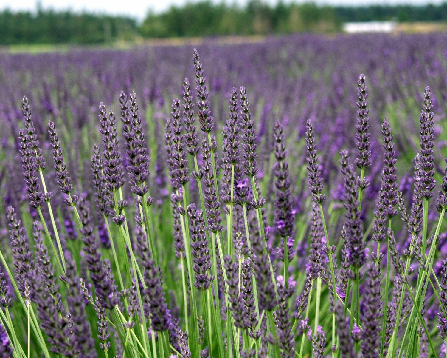 Lavender Grosso 3.5″ Size Pot