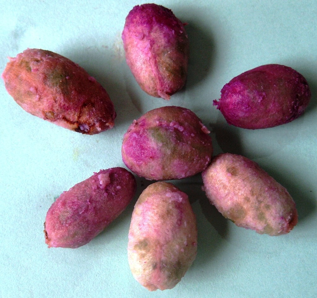 Java Plum Jamun 3 seeds