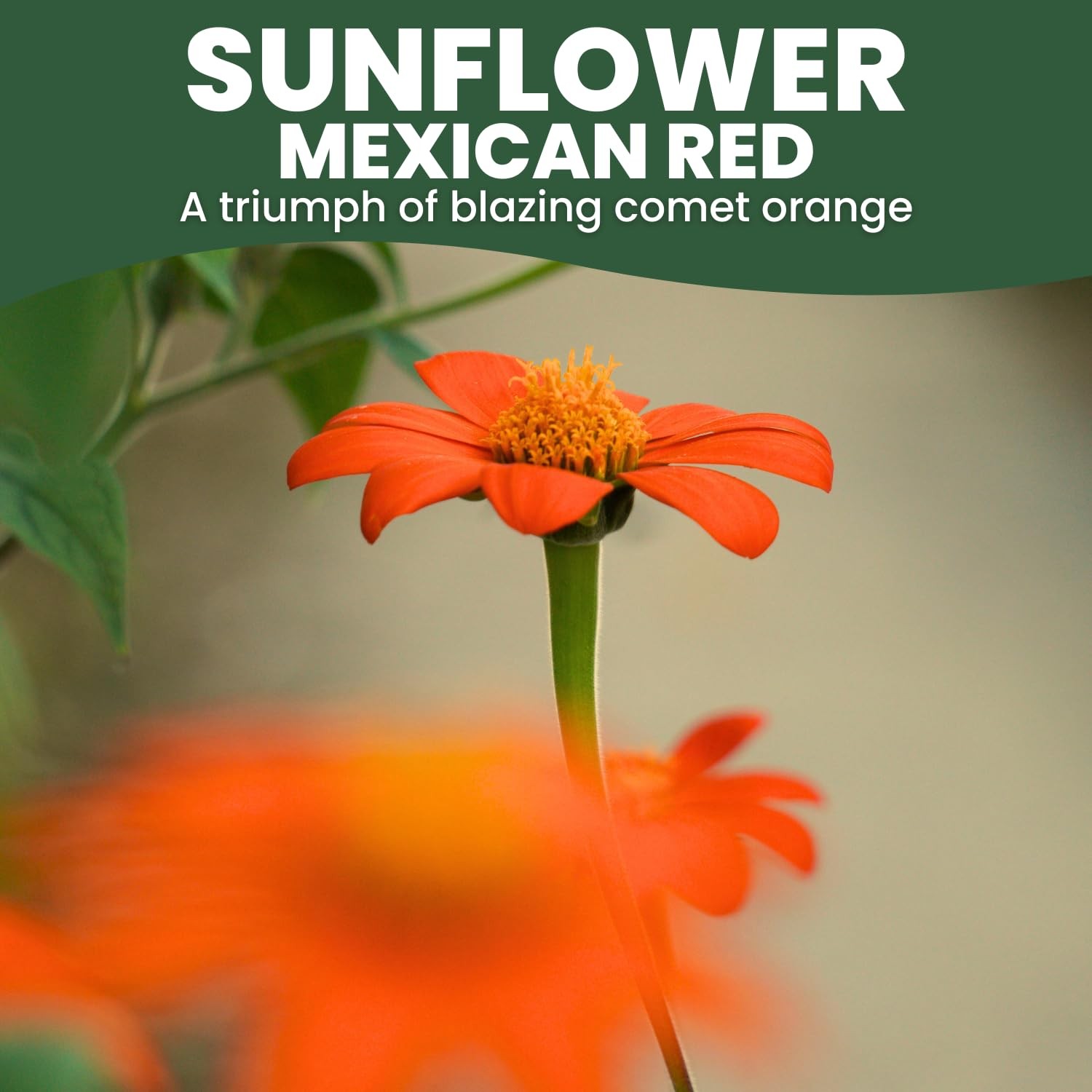 Mexican Sunflower Seeds – 9,000 Count for Planting – 4-Ounce Pack
