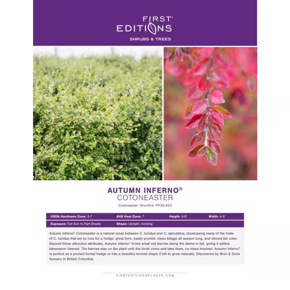 2 Gal. Autumn Inferno Cotoneaster Live Shrub with Fiery Red Foliage