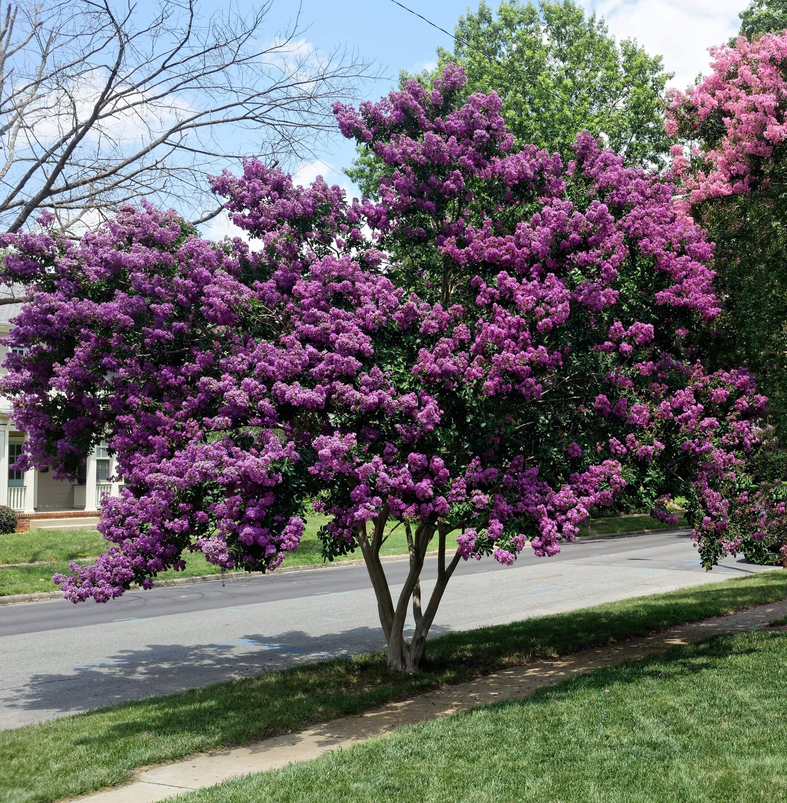 50 MIXED COLORS CREPE MYRTLE Lagerstroemia Indica Tree Shrub Flower Seeds