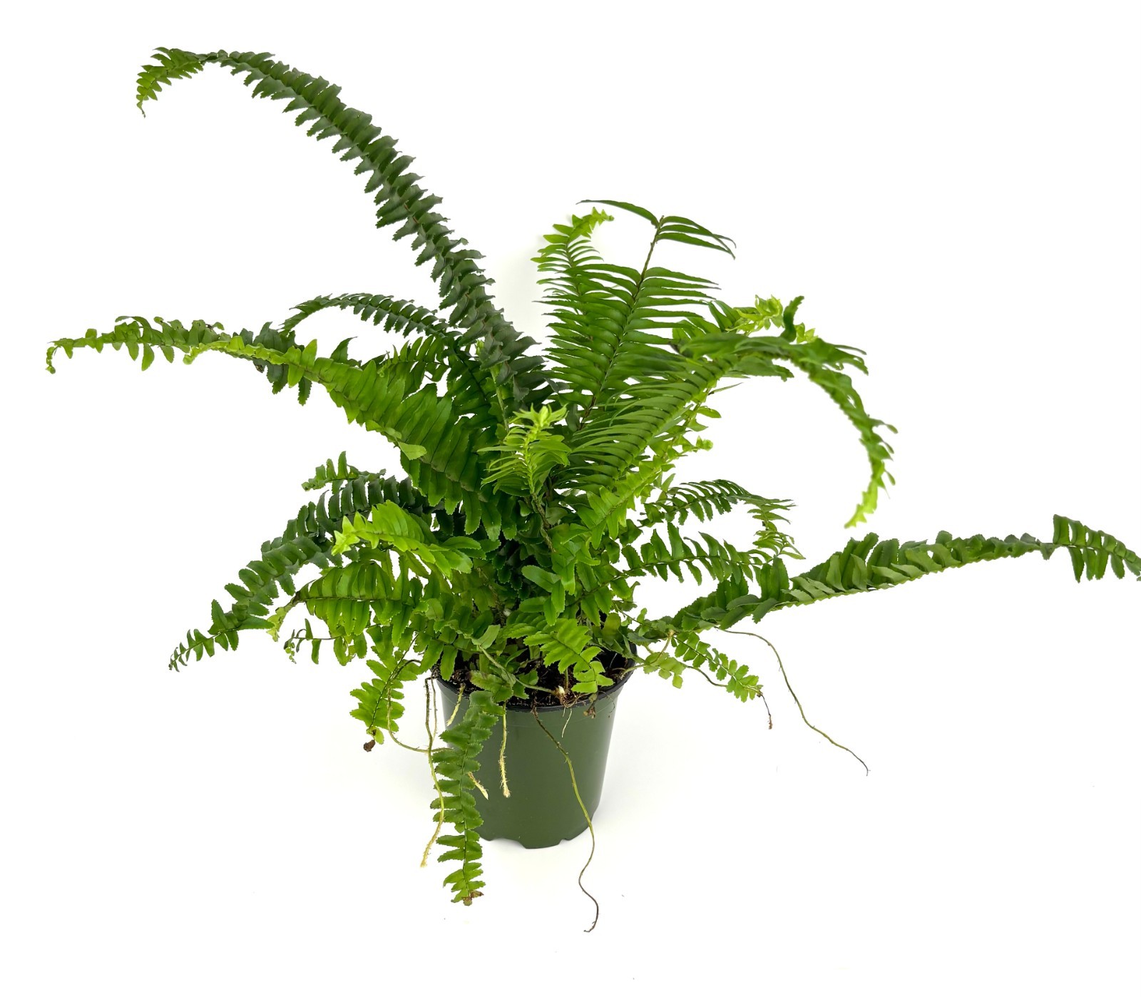 Jester Crown Fern Nephrolepis Obliterata, 4″ Pot