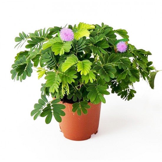 Sensative Plant Mimosa Pudica 200 Seeds Free Shipping!