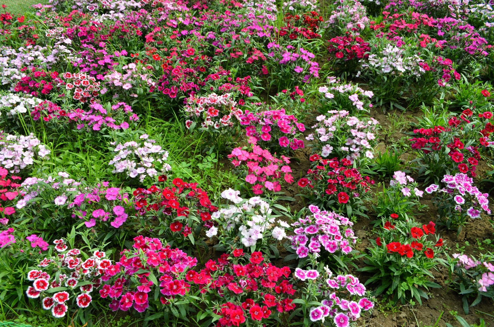 100 WEE Willie Dwarf SWEET WILLIAM Mixed Colors Dianthus Barbatus Flower Seeds