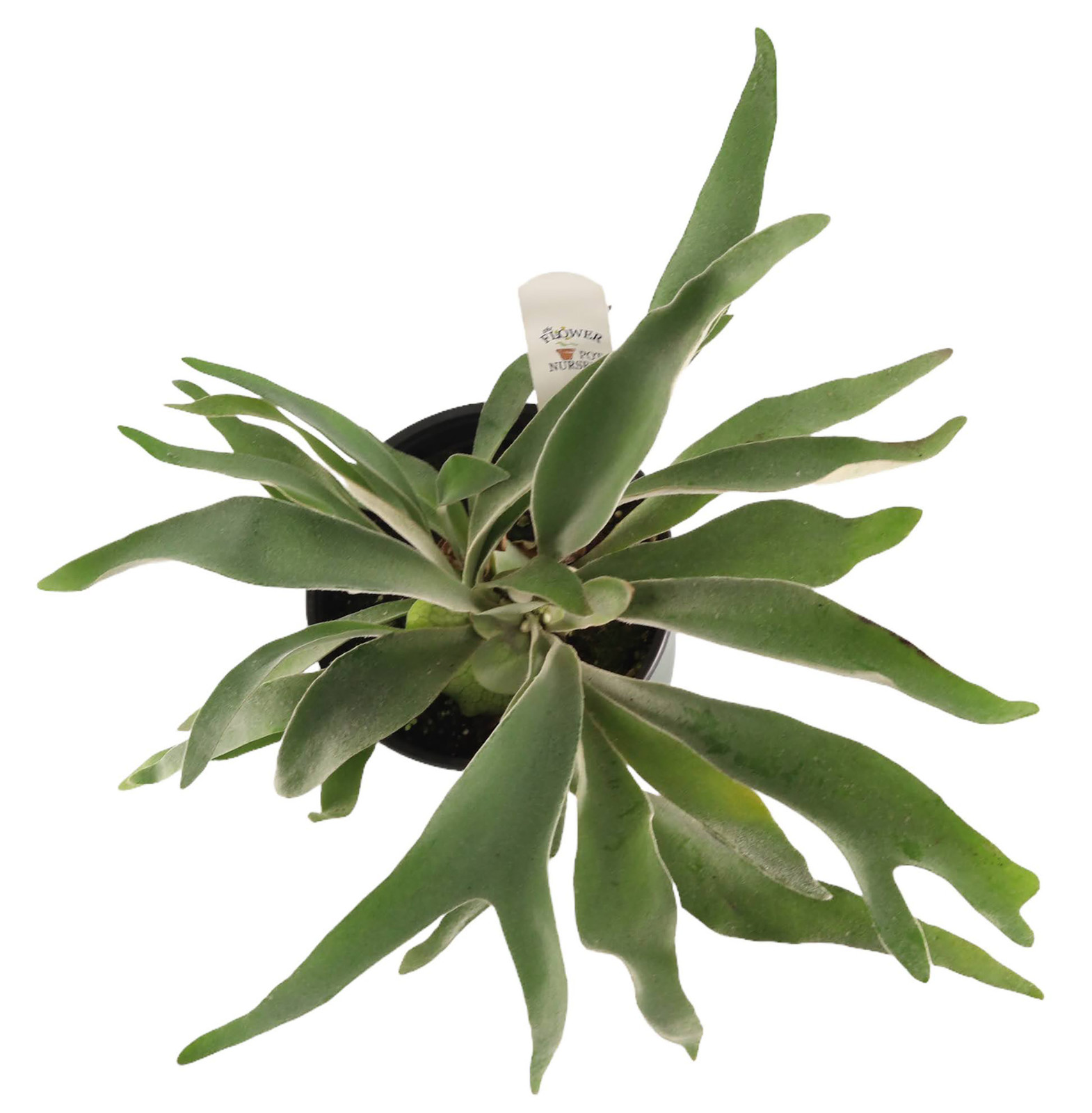 FlowerPotNursery Staghorn Fern Platycerium veitchii Lemoinei 6″ Pot