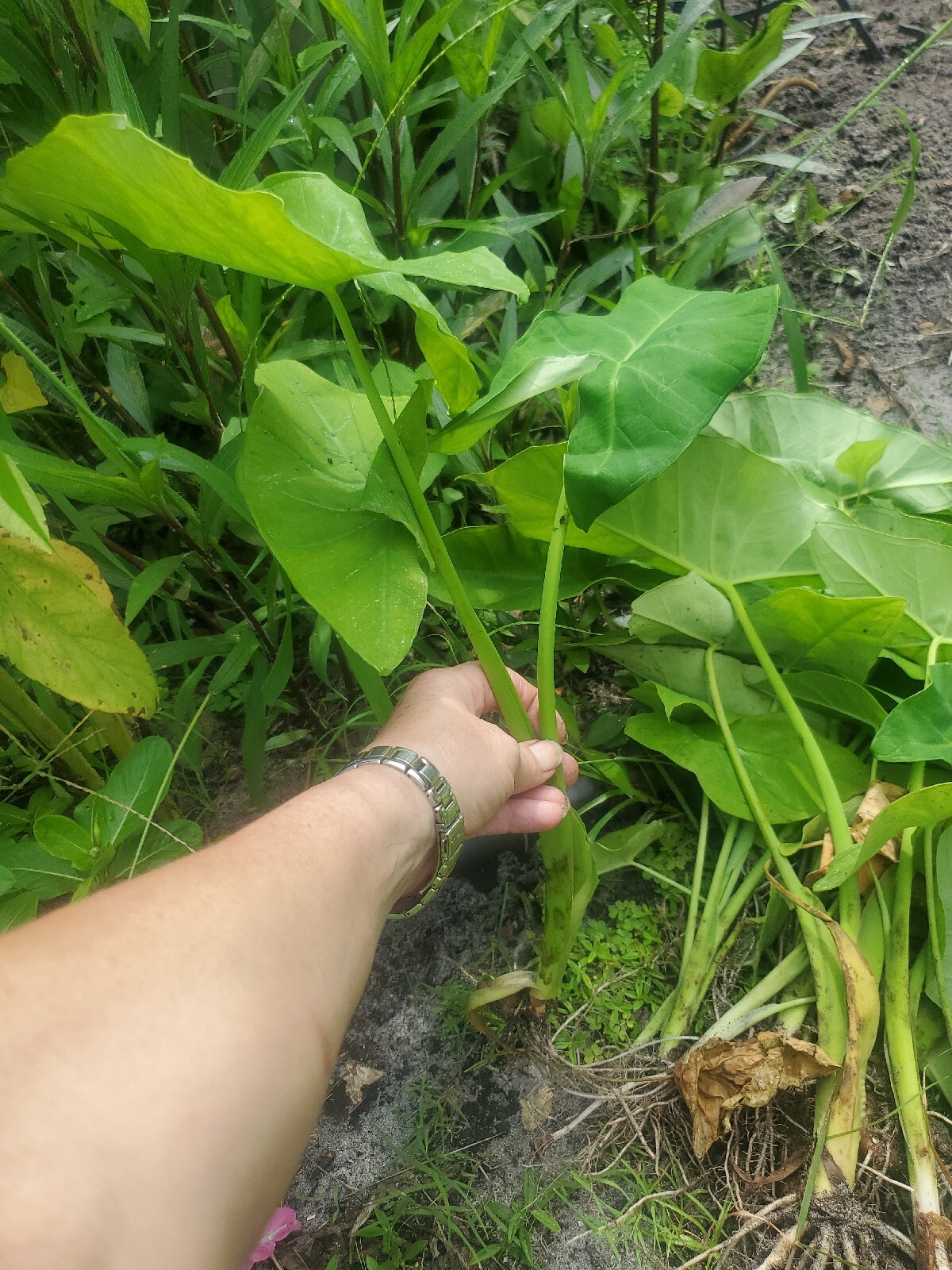 5 Elephant Ear Live Plants Tropical Alocasia Colocasia