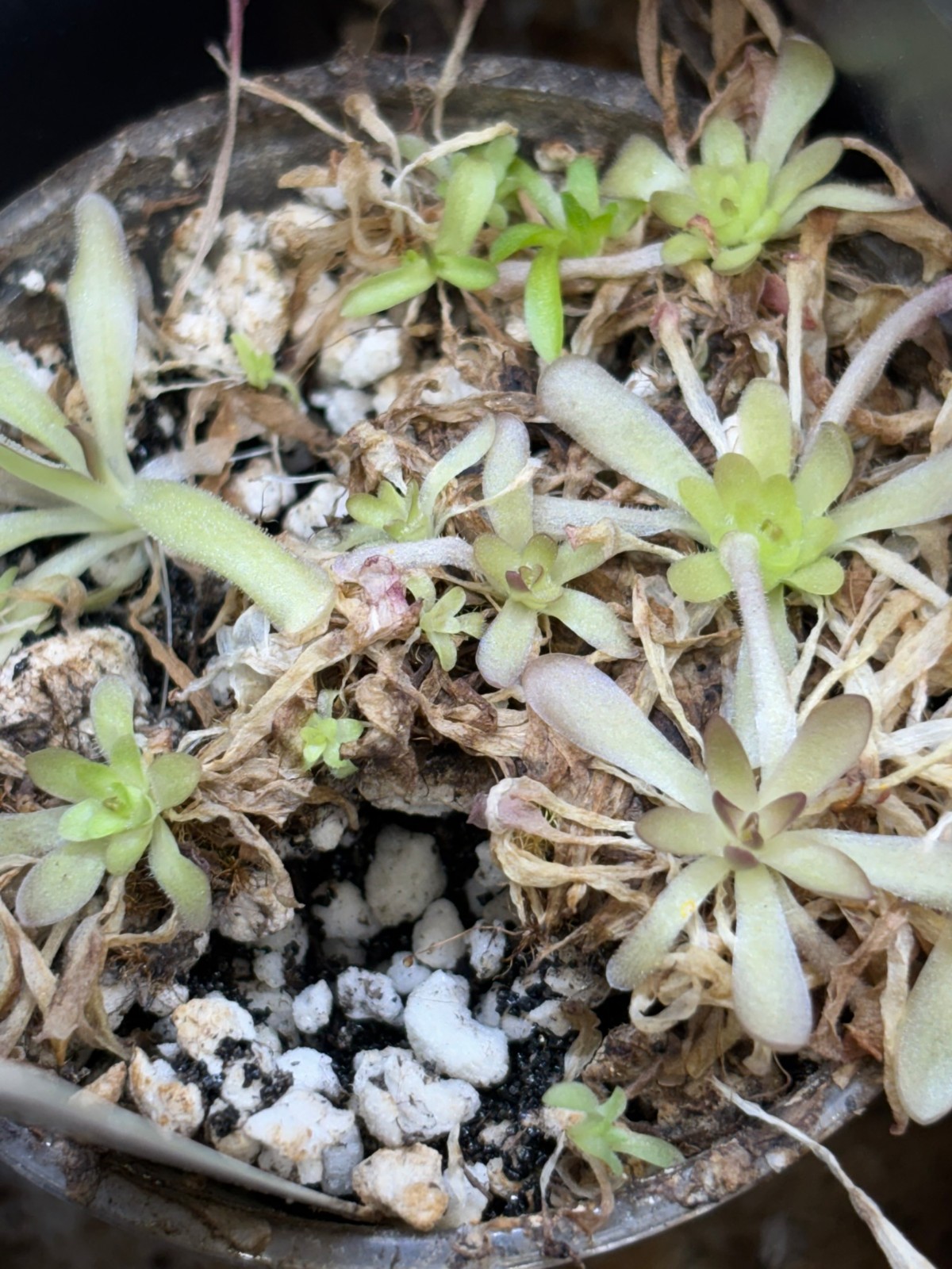 Pinguicula moctezumae x laueana SG Butterwort, Carnivorous Plant