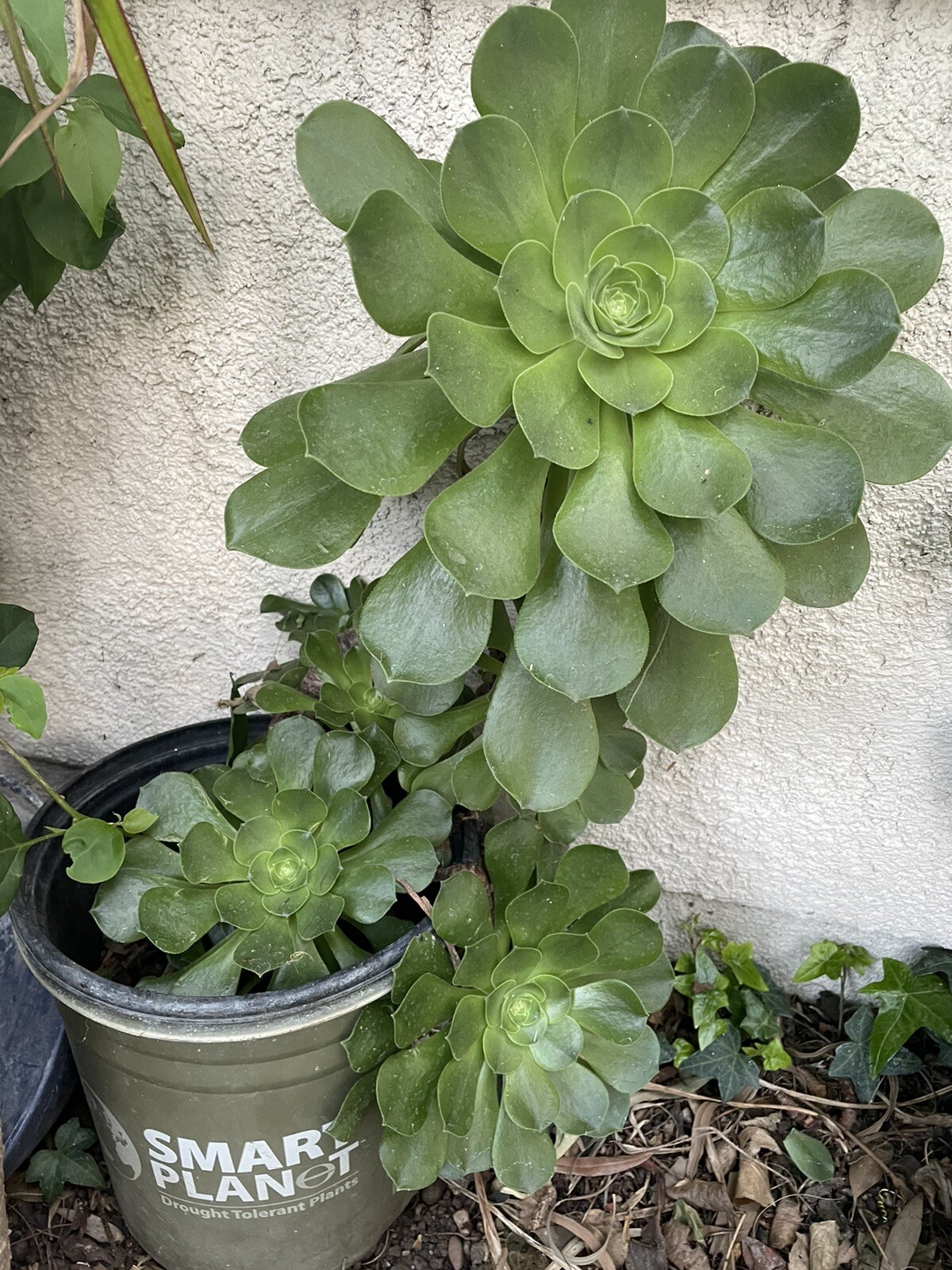 Extra Large size Healthy Fresh Green Aeonium Succulent Rosettes Saucer plants