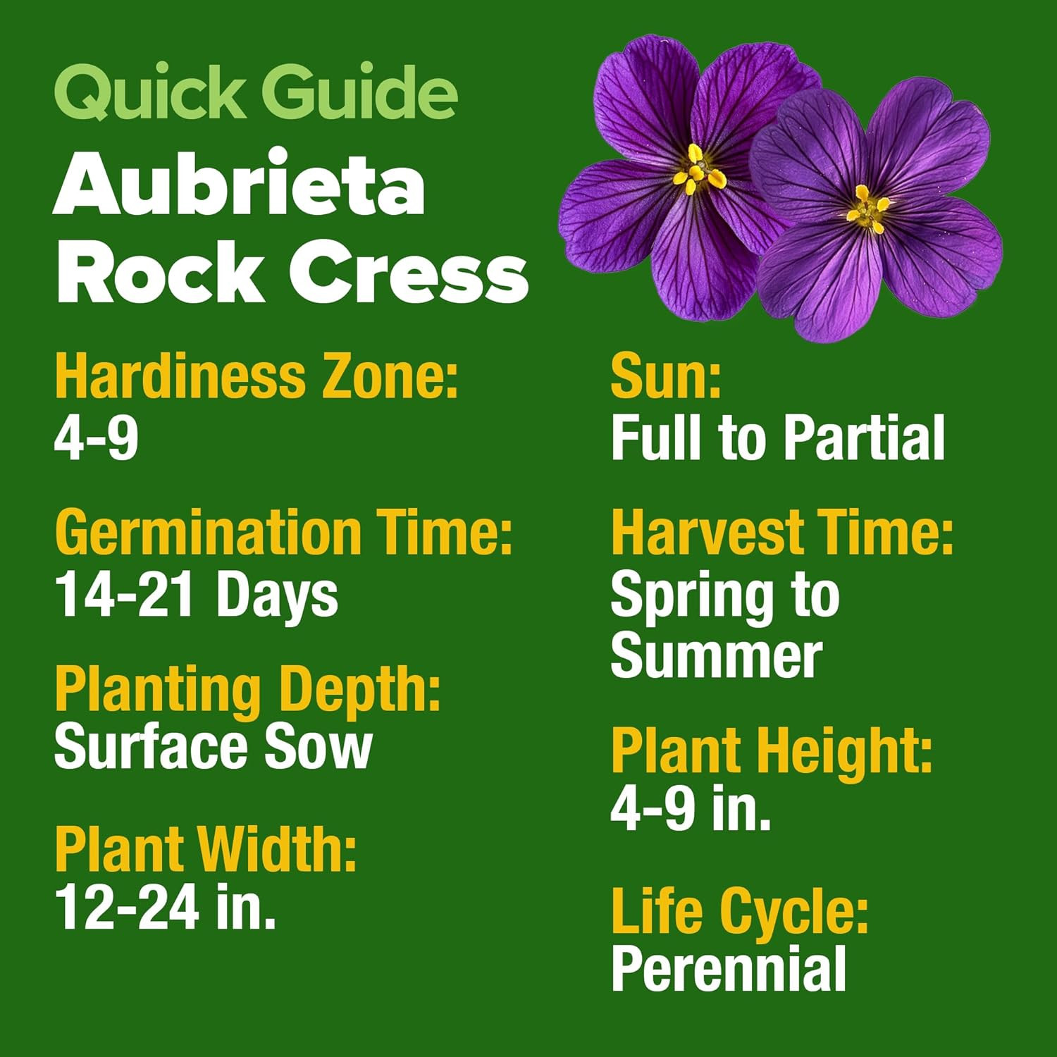 Aubrieta Rock Cress Purple Seeds – 300 Non-GMO Perennial Ground Cover Seeds
