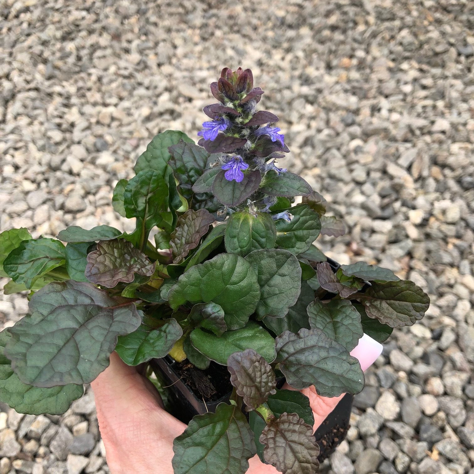 Ajuga Bronze Beauty 25 Plants in 3-1/2 inch Pots