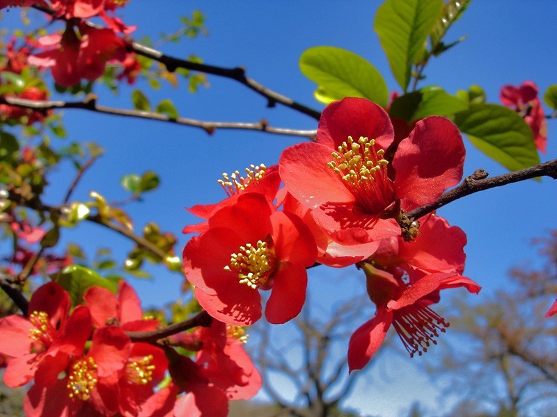 Japanese Flowering Quince, Chaenomeles japonica, Tree Seeds (Hardy, Edible, Easy