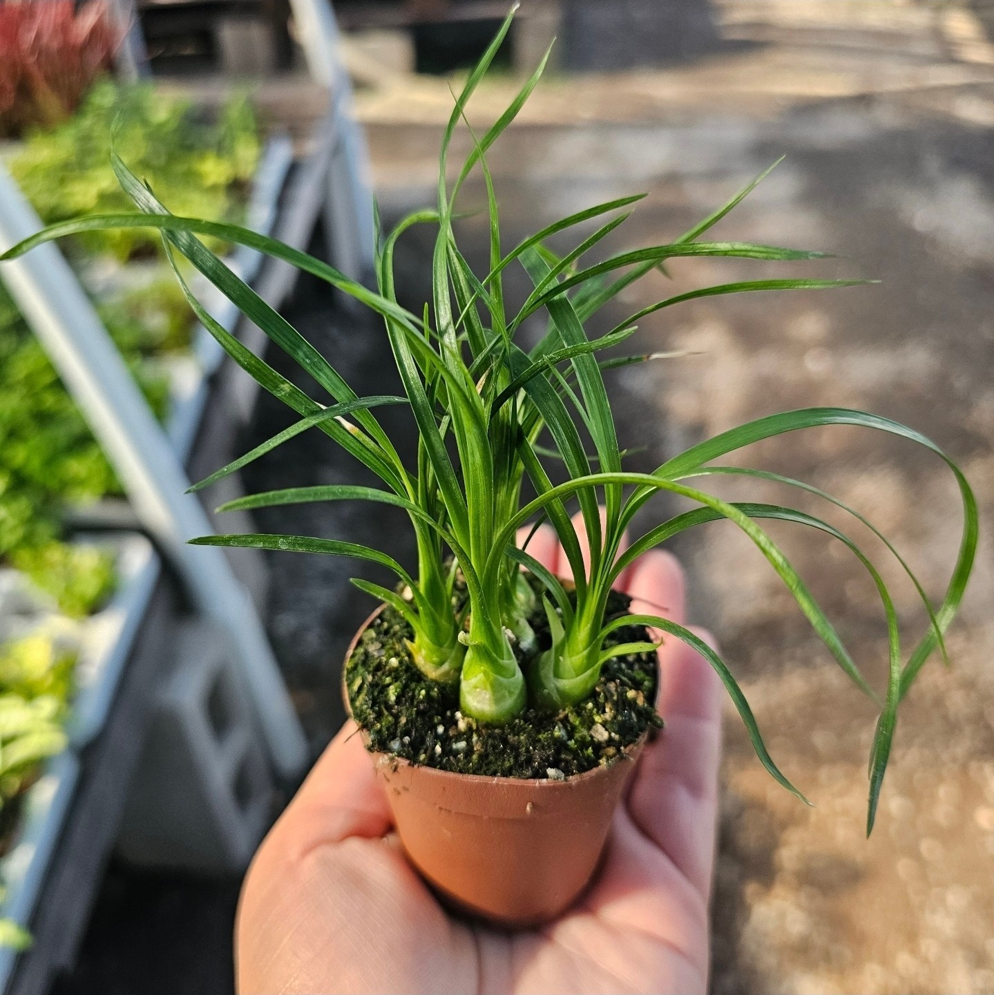 Beaucarnea multi | Pony Tail Palm | 2in pot