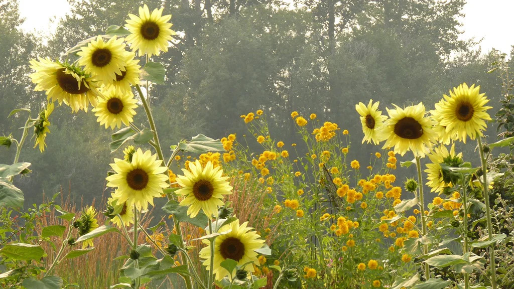 Lemon Queen Sunflower Seeds | Helianthus Light Yellow Cut Sun Flower Seed 2024