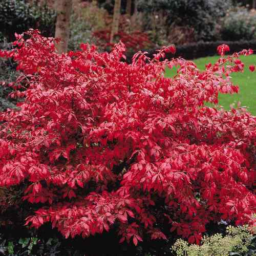 Burning Bush, Euonymus alatus, Shrub Seeds