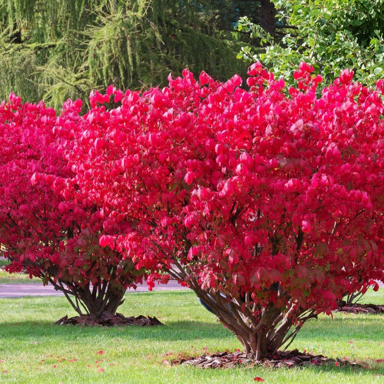 Dwarf Burning Bush Live Plant Well Rooted 1-4 yo Shrub (Euonymus Alatus) Plants