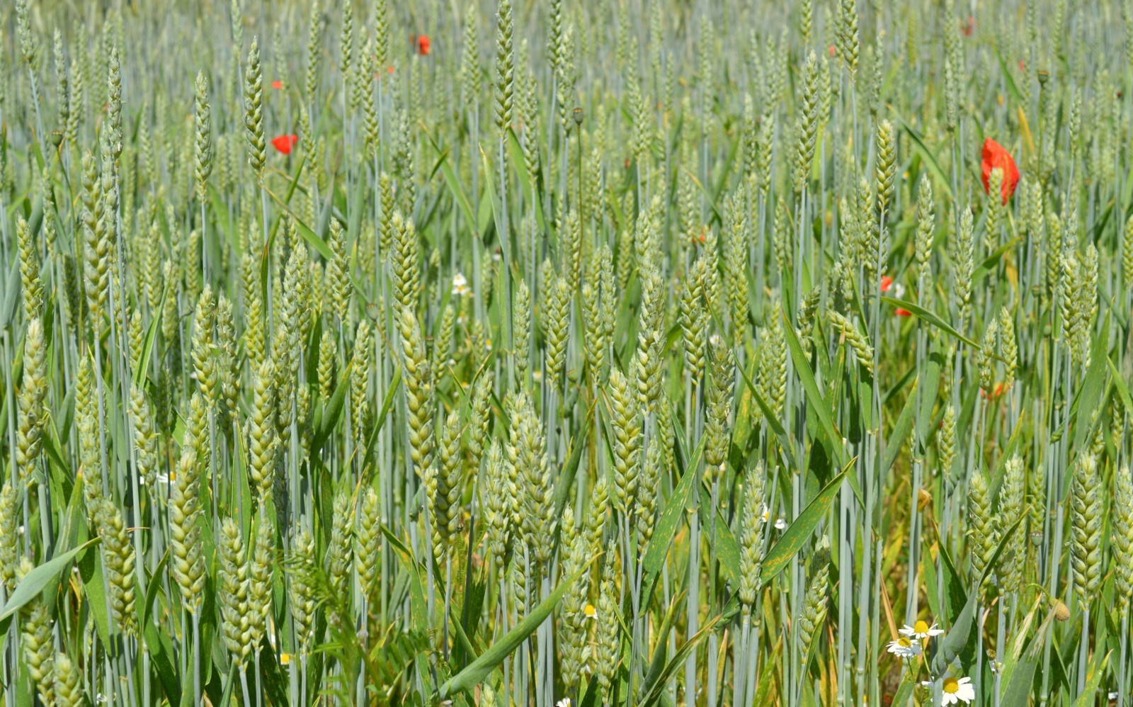 500 seeds -Garden Starter Pack – Yamhill Soft White Winter Wheat Grain -Heirloom