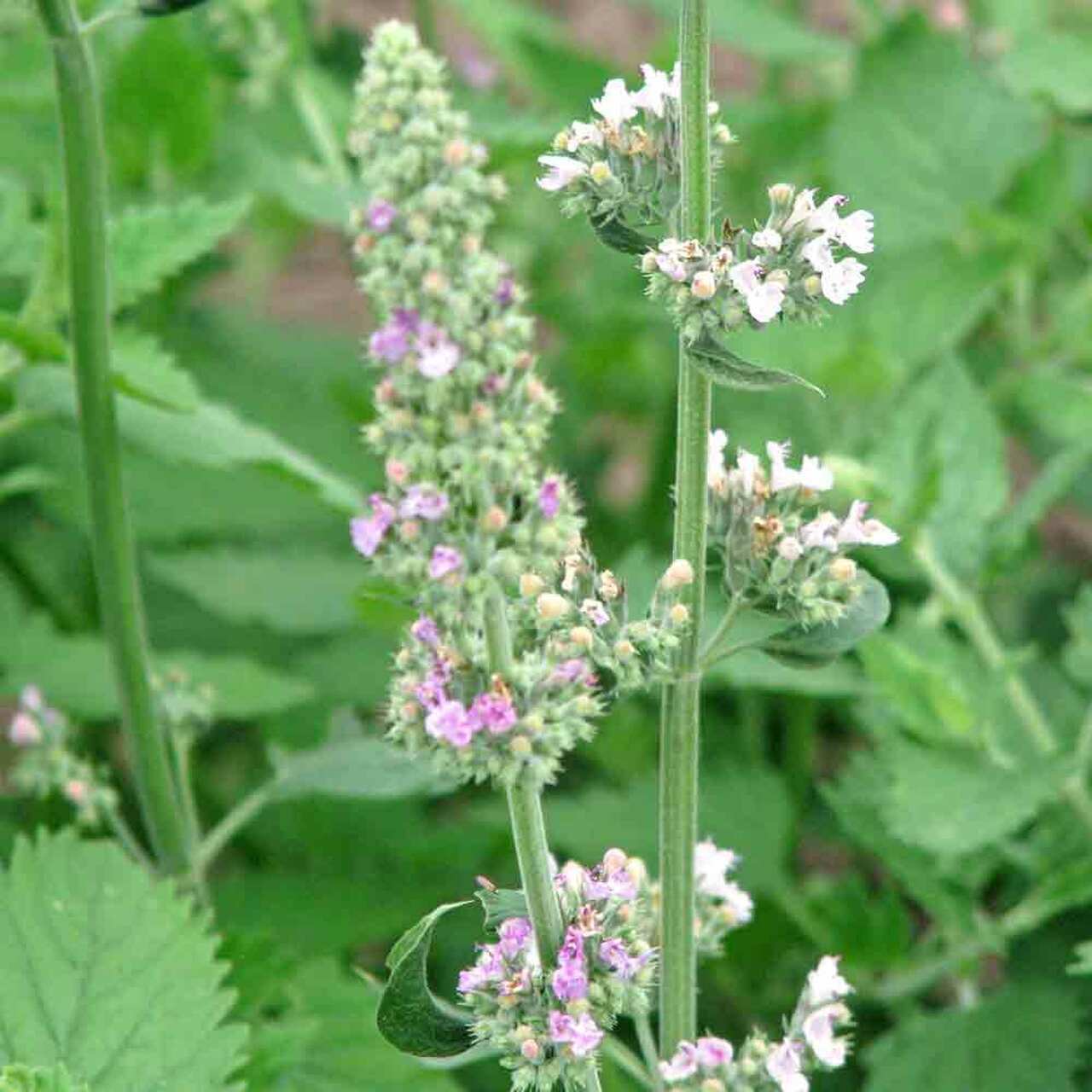250+ Catnip Seed, Heirloom NON-GMO Fresh Seeds for Your Garden and Fur Babies