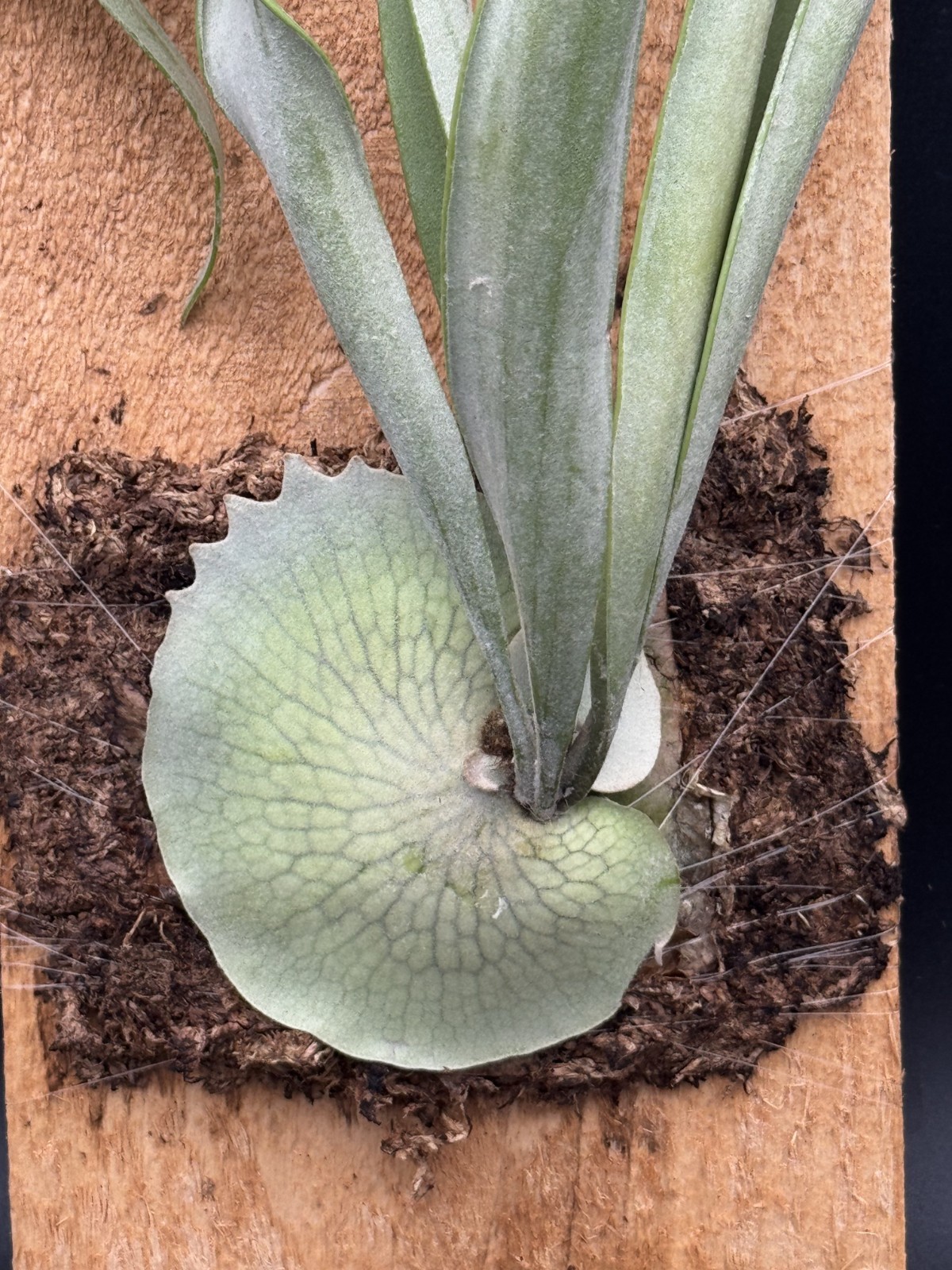 Platycerium Veitchii Mounted Staghorn -Exact Plant – Live Plant – Free Shipping
