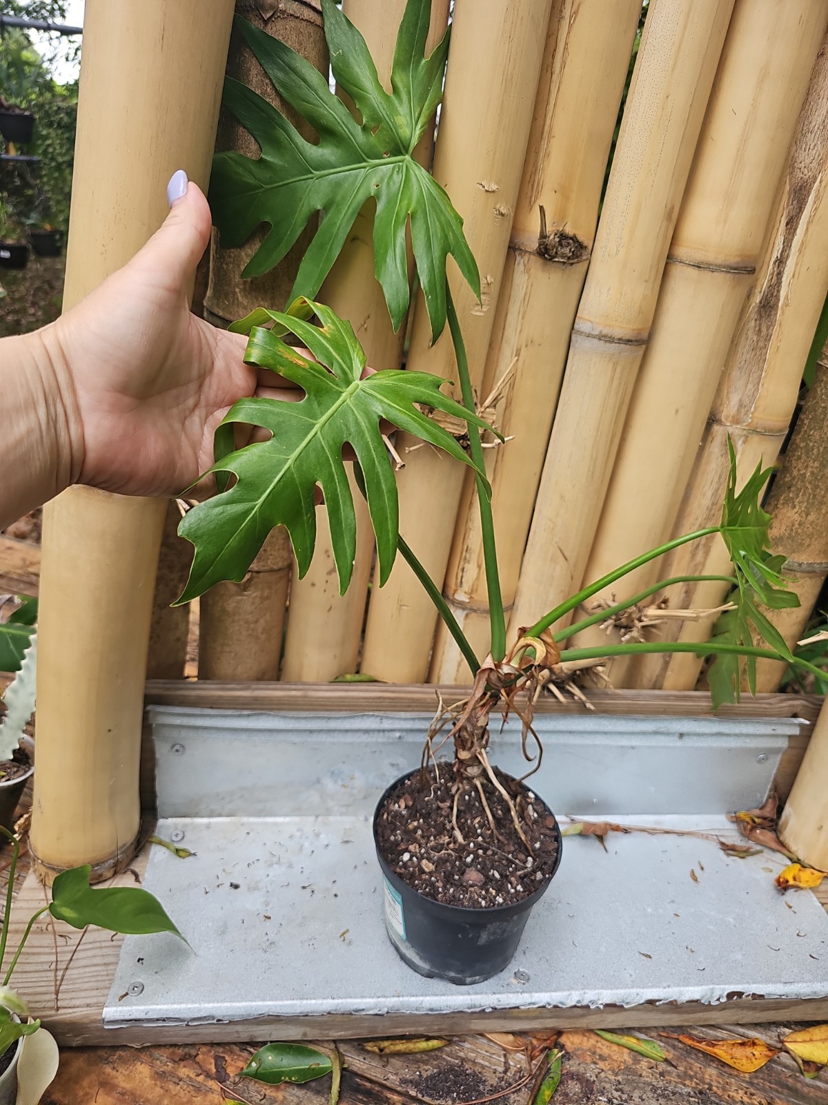 Large Philodendron Radiatum Live Plant grown in 5″ Pot 5 Leaf Top Cut