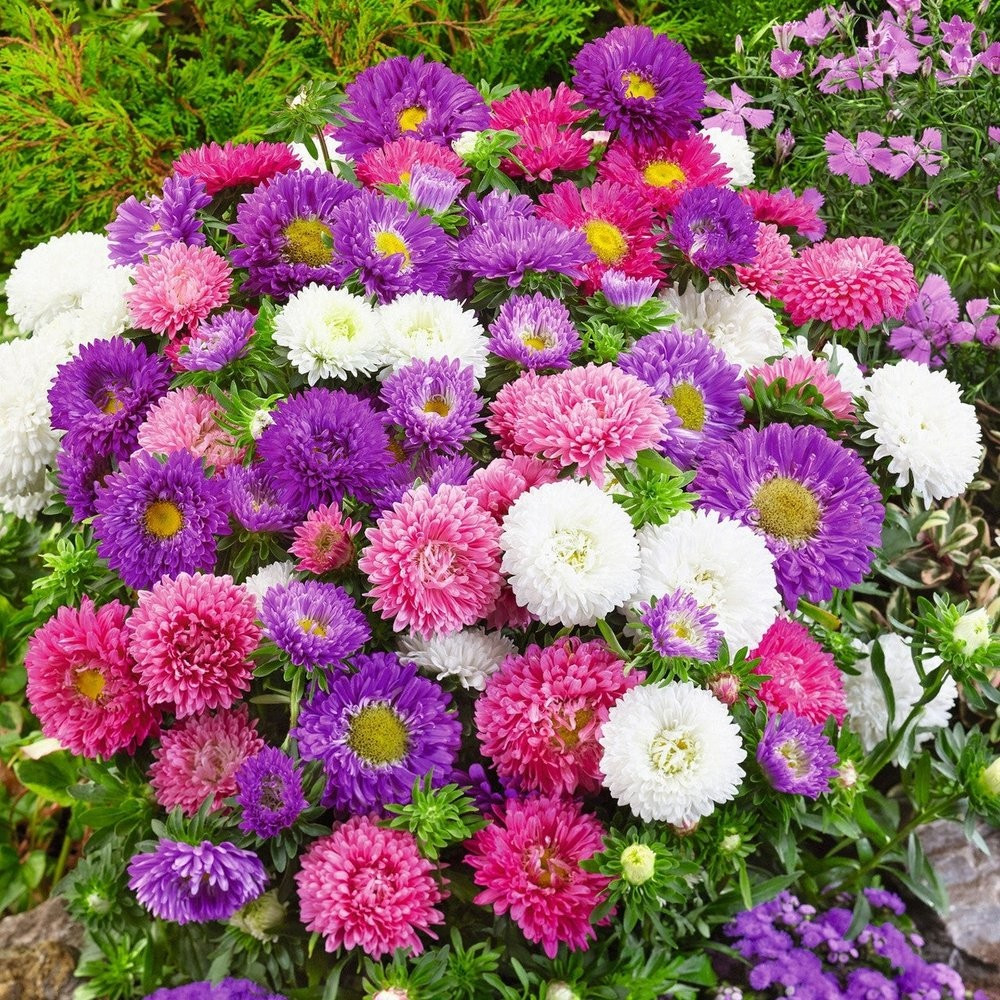 250+ Powder Puff Aster Seeds – Rainbow Mix – Chrysanthemum – Fresh Cut Flowers
