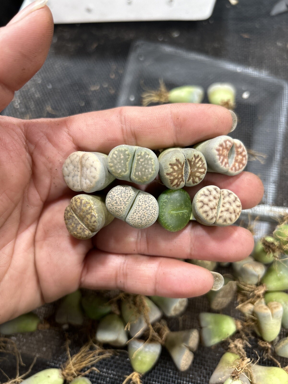 10 Pc Lithops Living Stone (random Mix).plant Size 0.6-07”inches.bare Root