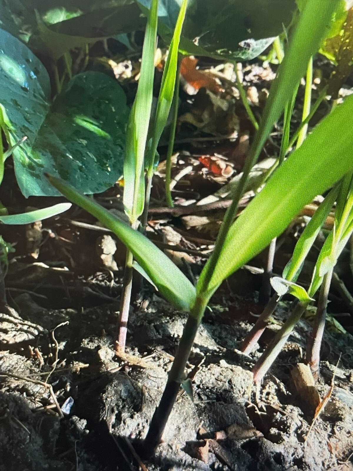 5 Sugarcane Cuttings Sugar Cane Plant, Ready To Root and Grow