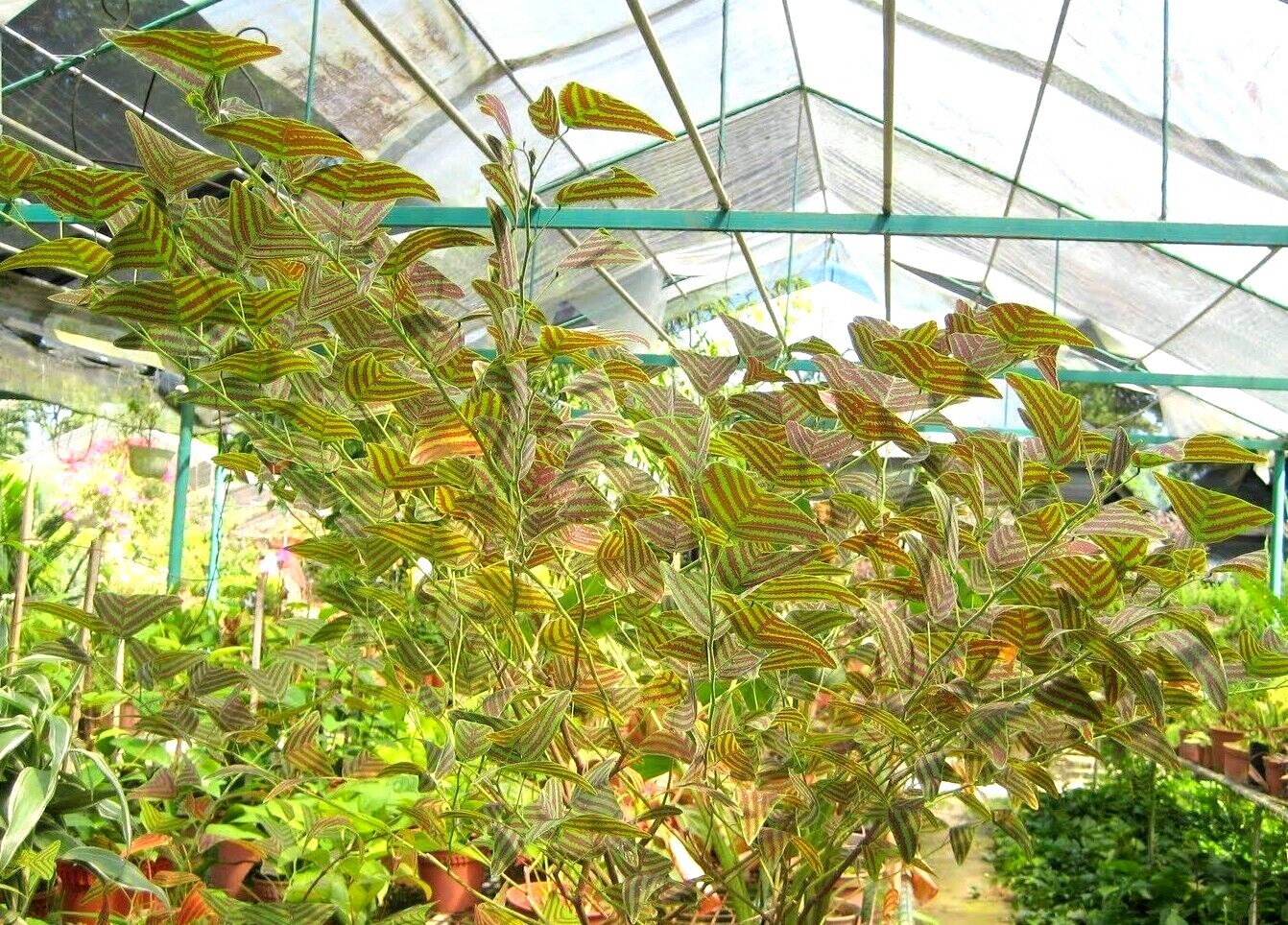 Organic LARGE LEAF Christia Obcordata or Butterfly Wing Plant or Swallowtail
